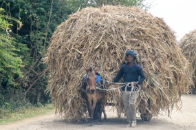Through the village
