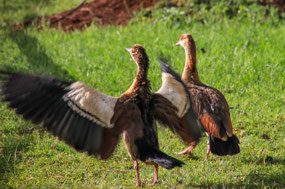 Egyptian geese in the hotel grounds