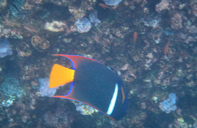 Snorkelling