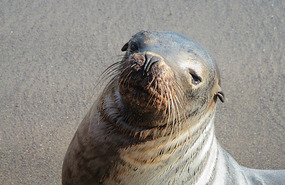 How cute, he looks like he has posed for us