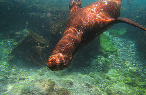 More swimming with sea lions