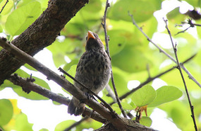 One of Darwin's famous finches