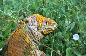 Land iguana