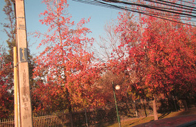 Autumn is here, leaves falling to make red carpet