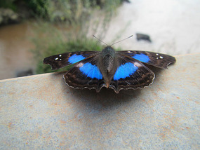 Beautiful butterflies while walking around in park