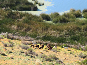 Llamas below our window this morning