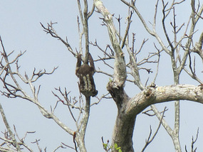 Sloth high in the trees