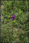 Frauenschuh (Orchidee) auf der Wiese "Wanne"  