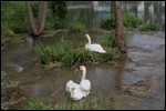 Schwäne im Klostersee