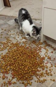 Mum and Dad have left me plenty to eat.......