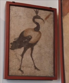 Is this a Sydney 'bin chicken' loose in Naples?