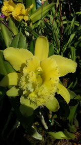 Lemon-perfumed orchid