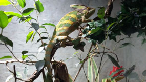 Salamander