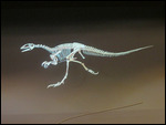 Theropod