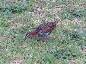 Buff Banded rail