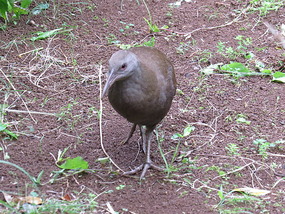 Endangered Woodhen