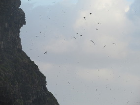Providence Petrel Mt gower