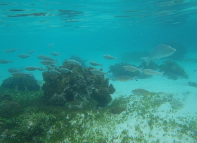 Snorkelling Neds Beach