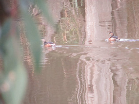 Baby ducks at Lake Benalla