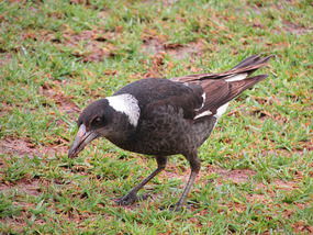  cheeky Pied Butcher bird Lake Cargelligo