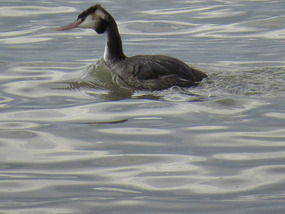 Great Crested Grebe Lake Cargelligo