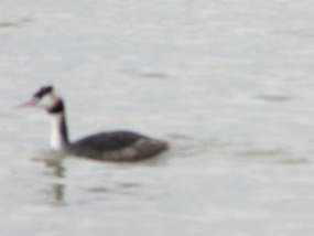  Baby Great crested grebe