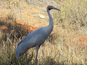 Brolga