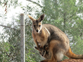 Yellow footed Rock Wallaby