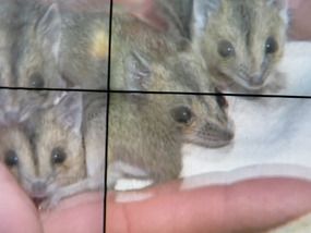 Baby Dunnarts