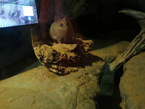 Julia creek Dunnart