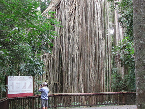 Curtain Fig tree