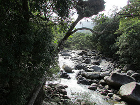 Creek Mossman Gorge