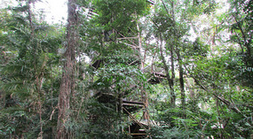 Tree tower Daintree Rain forest