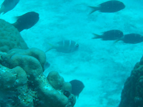 Diving Port Douglas