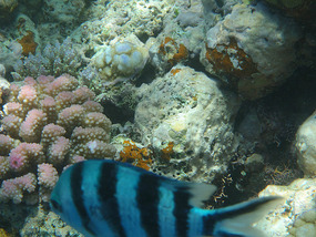 Reef and Fish