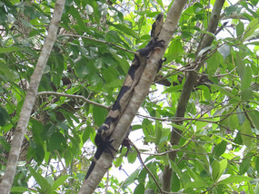 monitor lizard