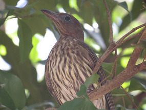 Lady fig bird