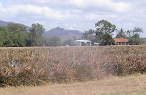 Pineapple plants growing
