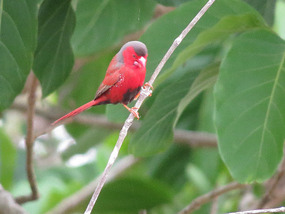 crimson finch Tyto wetlands