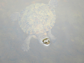 Turtle swimming