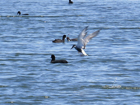 Birds Lake Fred Tritton
