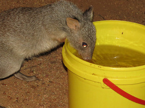 Rufus Bettong and my shower bucket