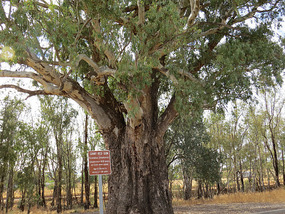 Big gum tree