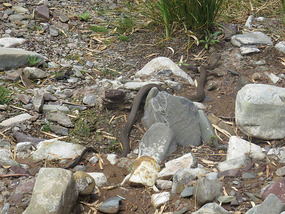 brown snake leaving