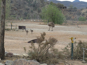 Camp night visitors