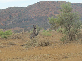 Driving in to Arkaroola