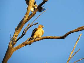 Little eagle and friend
