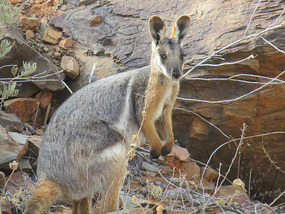Yellow footed rock wallaby