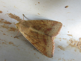 3rd visitor on van wheel