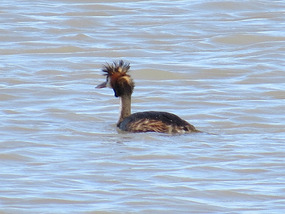 another swimming buddy